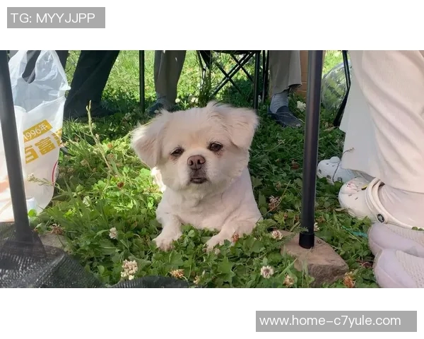 被麦卡甩后一个月他与我的朋友同居还带走了我的狗